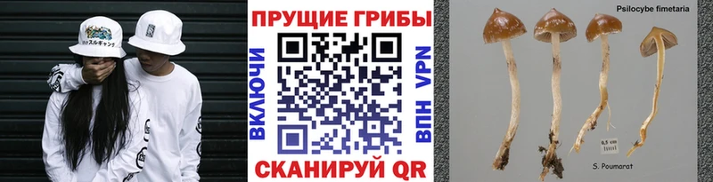 Псилоцибиновые грибы Magic Shrooms  Йошкар-Ола 